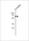 (DANRE) edc3 Antibody (Center)
